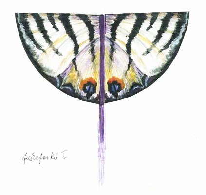 Schalbenschwanz   /    Fecskefark&uacute;   /   Coadă de r&acirc;ndunică   /   Swallow Tail