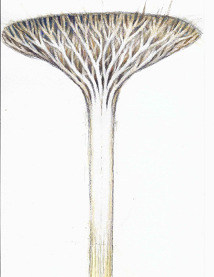 Himmelhocher Baum   / Az &eacute;gig &eacute;rő fa   /   Copacul p&acirc;nă'n cer   /   Sky High Three